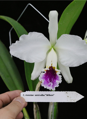 番茄雅韵堂c.mossiae s/a‘wilson’威尔逊半白莫西埃原种卡特兰