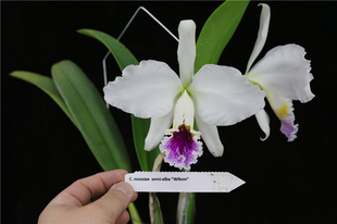番茄雅韵堂c.mossiae s/a‘wilson’威尔逊半白莫西埃原种卡特兰
