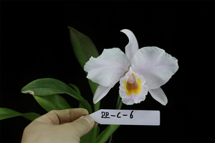 番茄雅韵堂C. trianaei f.albesense'22-C-6'亚白特利原种卡特兰