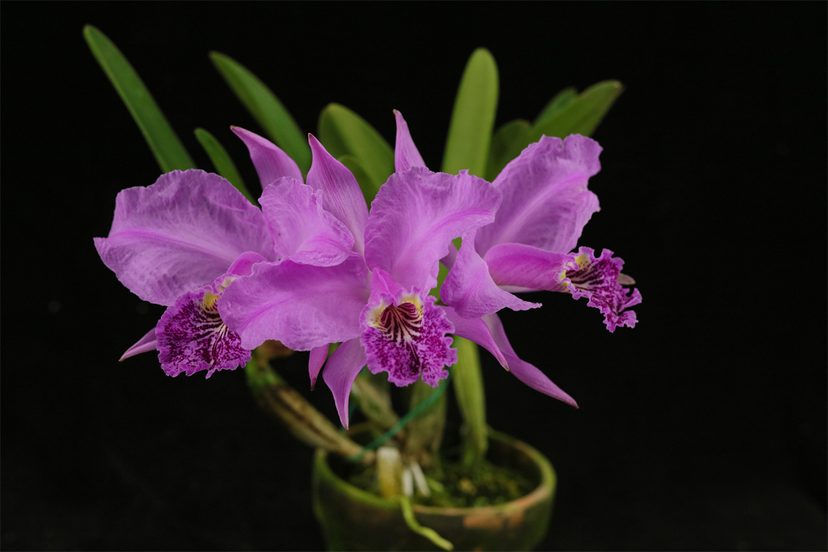 番茄雅韵堂C. lueddemanniana rubra'22-R-5' 红路德原种卡特兰花