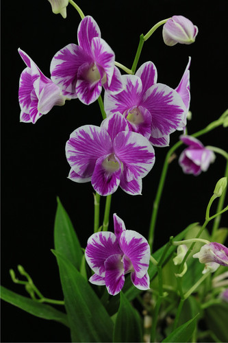 番茄雅韵堂Den.  Burana Pearl 庆和不一样大花泼墨石斛兰花洋兰