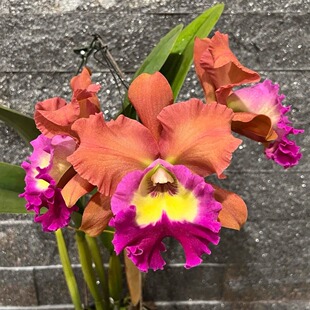 番茄雅韵堂Rlc.Siam City’Cattle‘黄牛卡特兰花洋兰