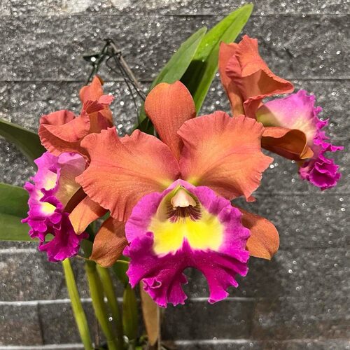 雅韵堂兰花洋台包邮母株卡特兰
