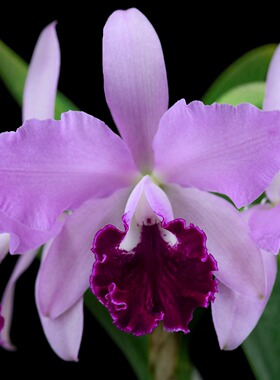 番茄雅韵堂Rlc.Taiwan Beauty‘紫棠佳人’卡特兰兰花包邮洋兰