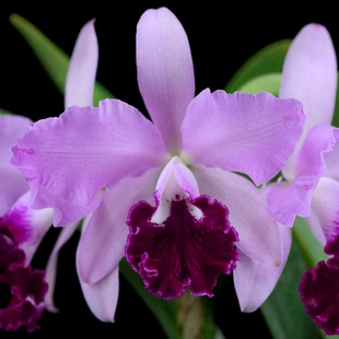 番茄雅韵堂Rlc.Taiwan Beauty‘紫棠佳人’卡特兰兰花包邮洋兰