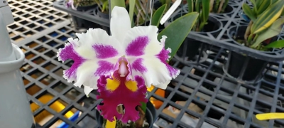 番茄雅韵堂卡特兰复色大花洋兰