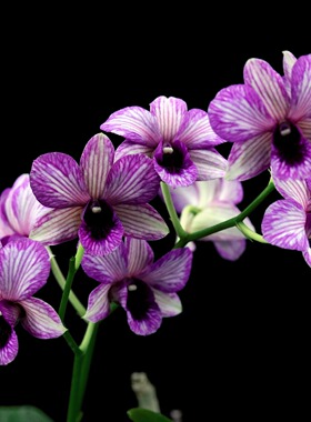 Den.Burana Emerald mutation'Stnpe Waves'条纹泼墨石斛兰花