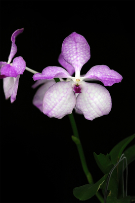 雅韵堂兰花阳台花园包邮稀有万代