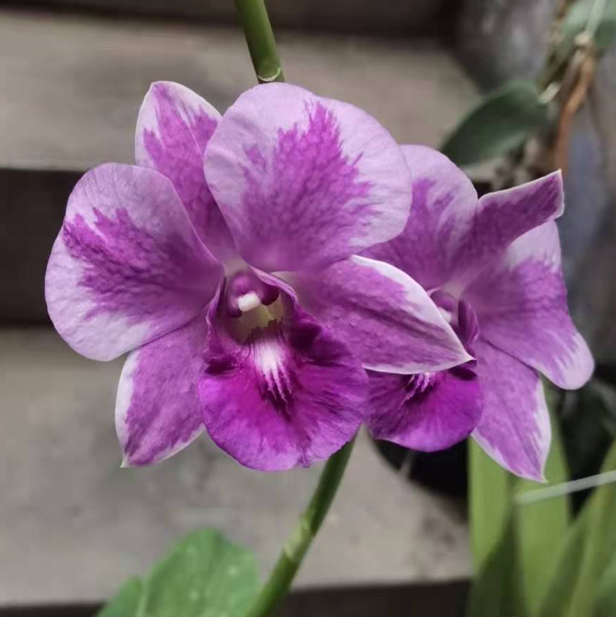 burana pink sapphire蓝宝石泼墨石斛兰兰花洋兰