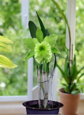 番茄雅韵堂Rlc.Fringle Benefits 绿天使大花卡特兰花洋兰清香