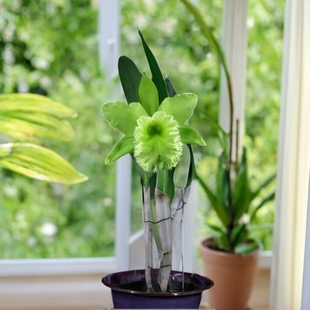 番茄雅韵堂Rlc.Fringle 绿天使大花卡特兰花洋兰清香 Benefits