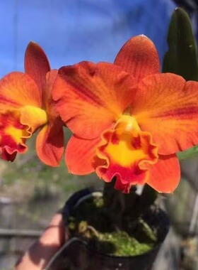 番茄雅韵堂Rlc. Chief Glory‘Flash’闪光 迷你卡特兰花雨林缸