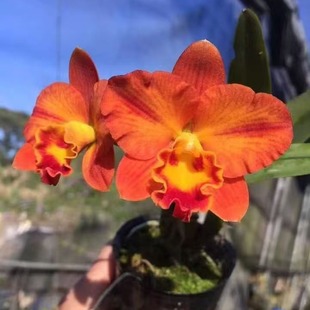 番茄雅韵堂Rlc. Chief Glory‘Flash’闪光 迷你卡特兰花雨林缸