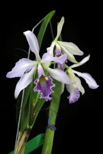 番茄雅韵堂c.warscewiczii coerulea蓝新营蓝瓦赛维奇原种卡特兰