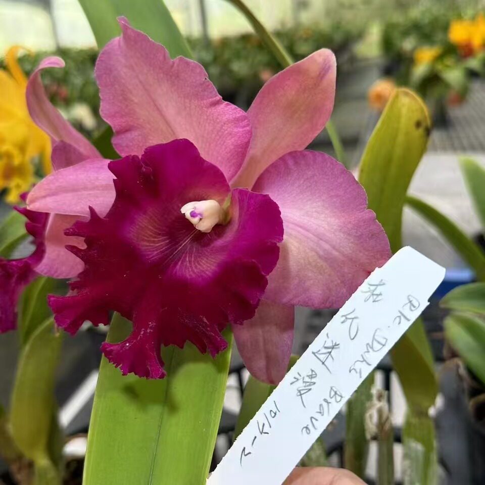 番茄雅韵堂Rlc.Duh's Brave杜氏迷漫1013-2卡特兰花洋兰