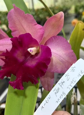 番茄雅韵堂Rlc.Duh's Brave杜氏迷漫1013-2卡特兰花洋兰