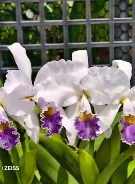 番茄雅韵堂C.gaskelliana'Blue Phoenix'蓝凤凰嘎斯原种卡特兰花