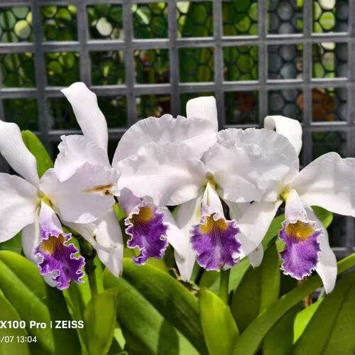雅韵堂阳台花园大花原种卡特兰花