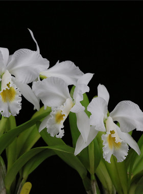 番茄雅韵堂C. gaskelliana.alba‘mistrale’白嘎斯原种卡特兰花