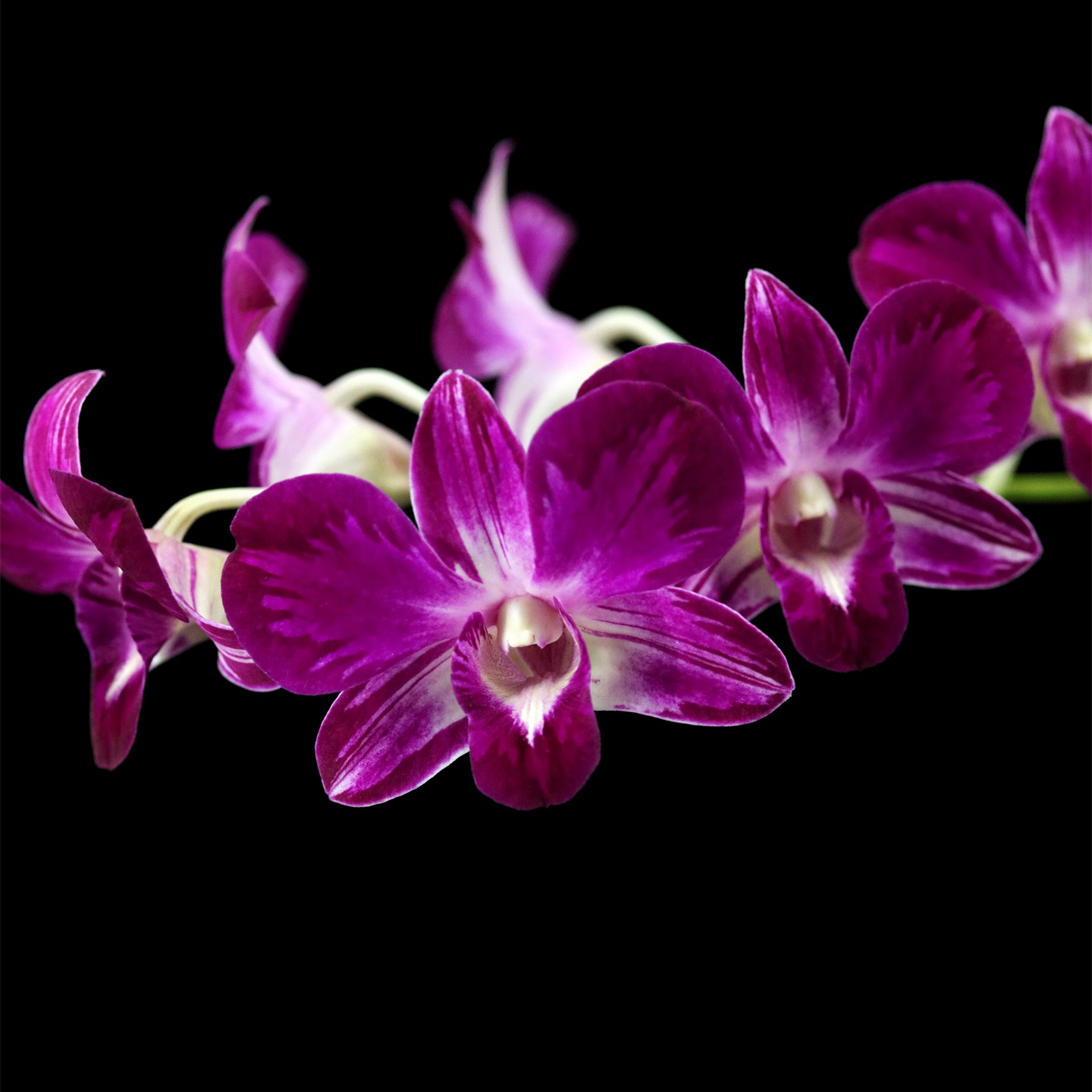 雅韵堂阳台花园勤花泼墨石斛兰花