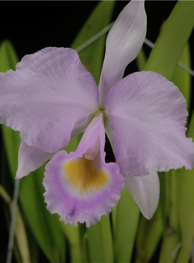 番茄雅韵堂C.trianae  concolor 清华10号桃粉同色特利原种卡特兰