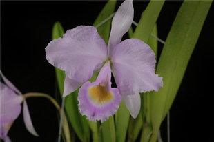 番茄雅韵堂C.trianae  concolor 清华10号桃粉同色特利原种卡特兰