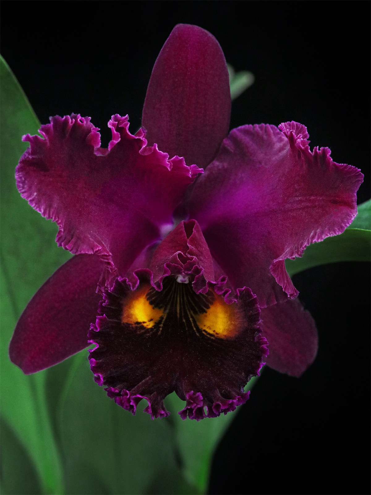 sanyung ruby冠龙大花卡特兰浓香兰花