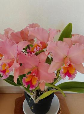 番茄雅韵堂Rlc. George King ‘Serendipity乔治国王大花卡特兰