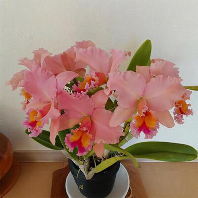 雅韵堂兰花阳台包邮大花卡特兰