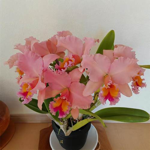 雅韵堂兰花阳台包邮大花卡特兰