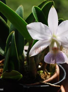 番茄雅韵堂C. walkeriana f.Coerulea蓝色曼哈顿走路人原种卡特