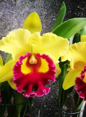 【顺丰包邮】Rlc. Chief Headache 金品二号卡特兰花洋兰