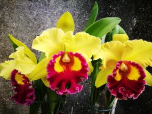 【顺丰包邮】Rlc. Chief Headache 金品二号卡特兰花洋兰