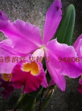 番茄雅韵堂C. eldorado 'M. Ito'爱多拉多原种卡特兰兰花洋兰香