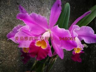 番茄雅韵堂C. eldorado 'M. Ito'爱多拉多原种卡特兰兰花洋兰香