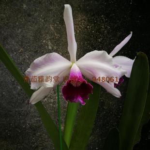 L. purpurata fma.vinicolor 淡酒红色婆婆邋遢原种卡特兰洋兰