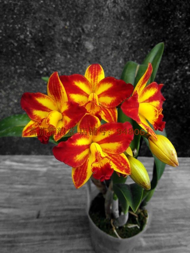 Rlc. Barefoot Mailman‘邮差’卡特兰 兰花 洋兰