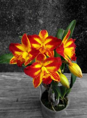 Rlc. Barefoot Mailman‘邮差’卡特兰 兰花 洋兰