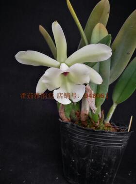 RL. glauca小猪哥 原种卡特兰 兰花 洋兰