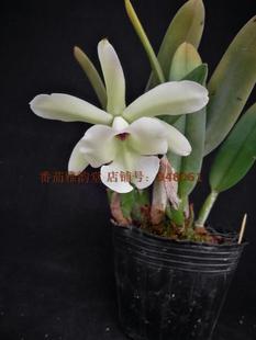 RL. glauca小猪哥 原种卡特兰 兰花 洋兰