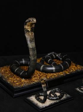 Aphid Studio 北部眼镜王蛇 收藏级雕像