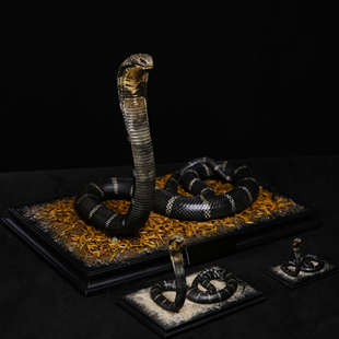 Aphid Studio 北部眼镜王蛇 收藏级雕像