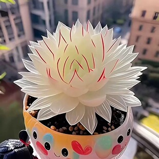 新品白娘子白莲花玉露组合多肉新手植物办公室盆栽好养花卉室内