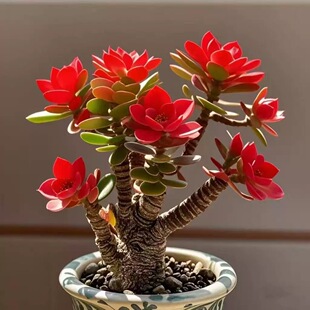 浓香型开花摇钱树吸财发财姬红花月老桩盆栽多肉植物花卉招财