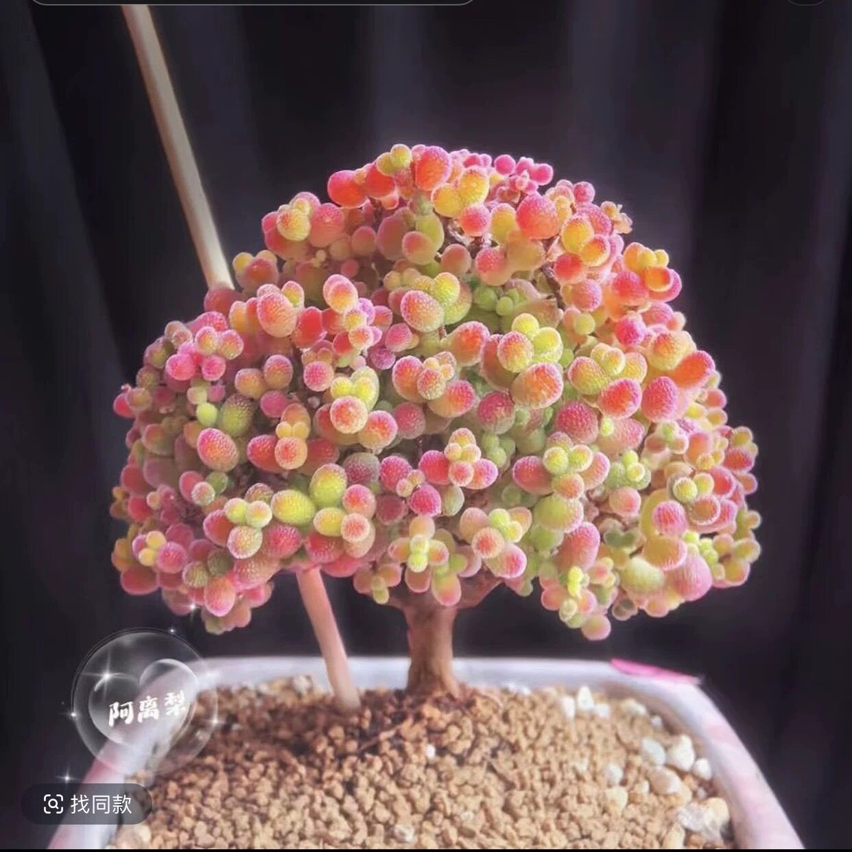 糖球枝干番杏糖果罕见多肉植物稀多肉植物