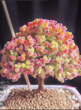 糖球枝干番杏糖果罕见多肉植物稀有品种彩冰晶新手好养造型小老桩