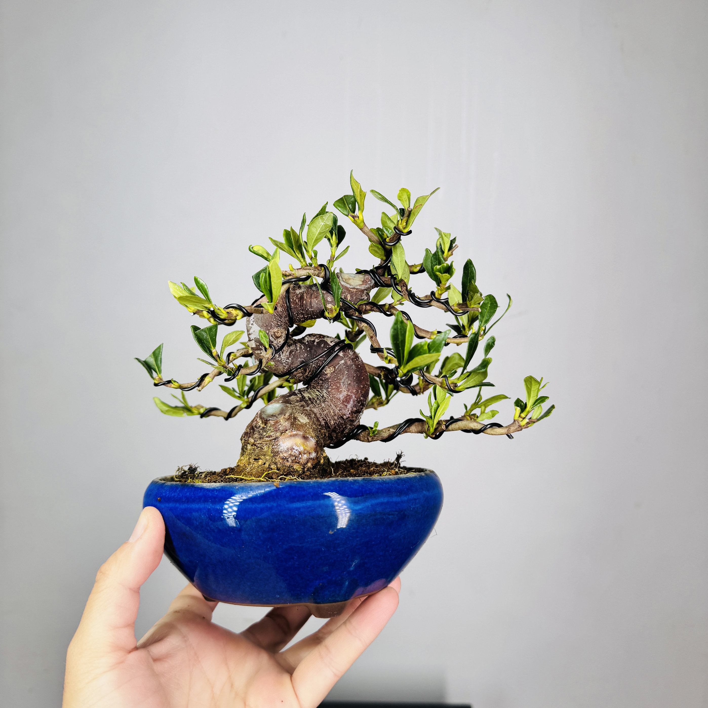 中国记忆丰田培育栀子花盆景盆栽进口现货一物一拍