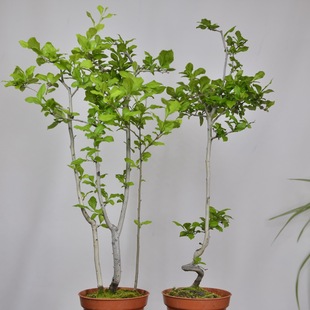 中国记忆-老鸦柿盆景 小品 公树雄树 花果 交配树 进口现货