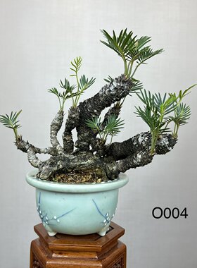 中国记忆盆景白鳞铁小品盆景盆栽进口现货