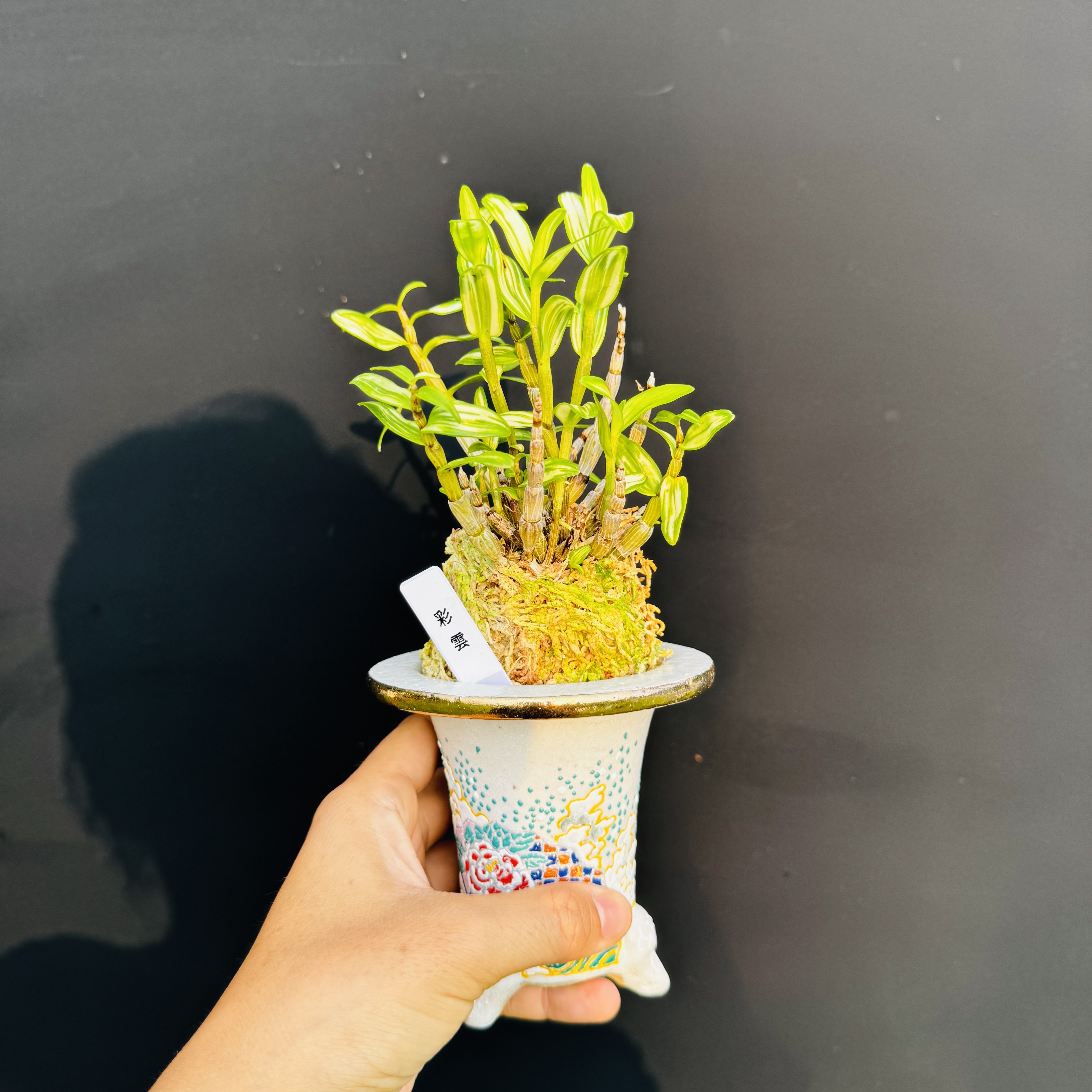 中国记忆盆景办公室室内长生兰变异石斛名贵小盆栽微型小巧精致